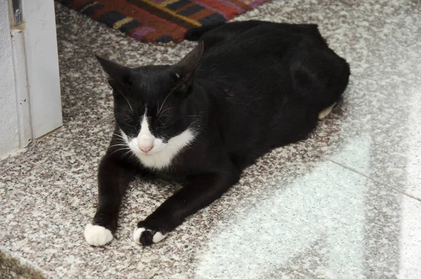 Domestico gatto thai nero seduto — Foto Stock