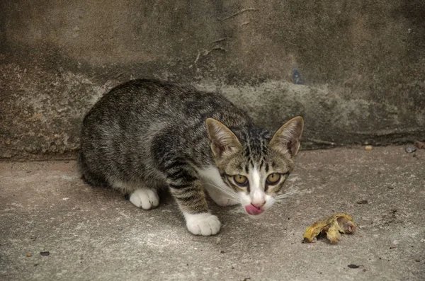 Doméstico tailandés gato comer comida en suelo — Foto de Stock