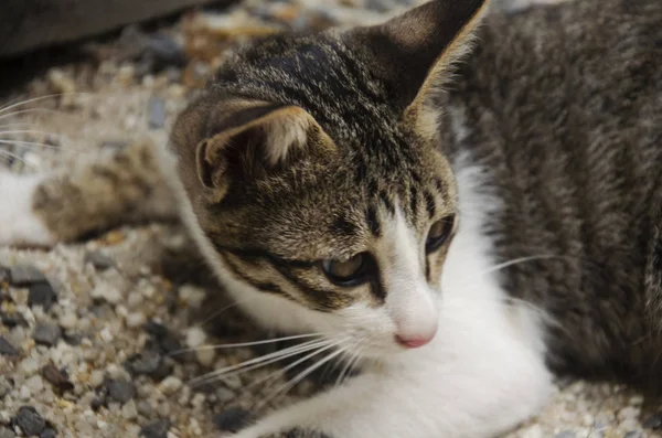 Gato tailandés doméstico sentado en el suelo — Foto de Stock