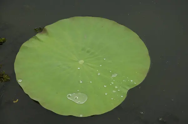 Water on a lotus leaf rolling — Stock Photo, Image