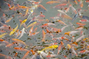 Küçük süslü sazan ya da koi Balık yüzme ve su birikintisi oyunda