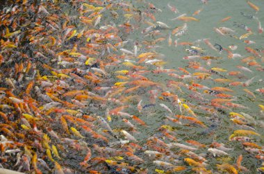 Küçük süslü sazan ya da koi Balık yüzme ve su birikintisi oyunda