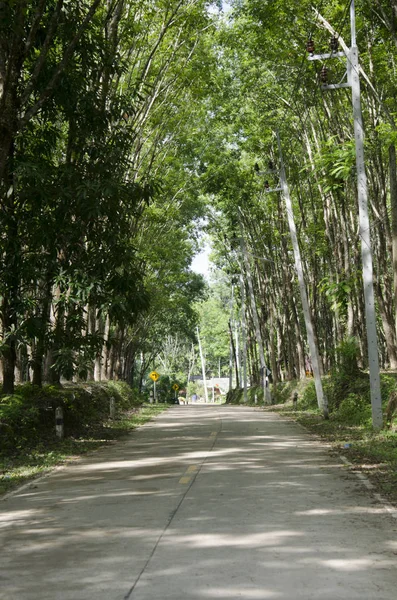 Droga z seringueira lub drzewa kauczukowego tunelu plantacji — Zdjęcie stockowe
