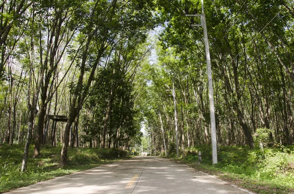 Route avec seringueira ou tunnel de plantation d'arbres en caoutchouc — Photo