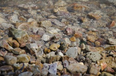 Taş plaj ve deniz hayvanı kabuğu ile denizde dalga su hareketi 