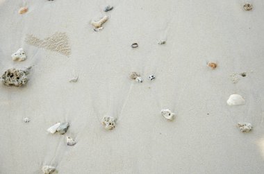 Mercan resifleri kesir ve kum plajı üzerinde seashell ile küçük bir taş