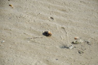 Kemancı yengeç veya hayalet Sahilde yürüyüş yengeçler hol Yengeç gitmek