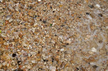 Taş plaj ve deniz hayvanı kabuğu ile denizde dalga su hareketi 