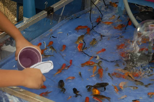 Asian thai barn spela goldfish ösa spel eller papper scoo — Stockfoto