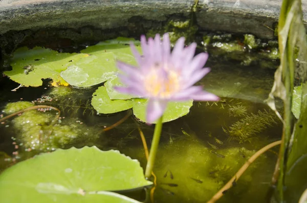 Guppy ryby v nádrži jíl s pohybem Lotus před větrem v gard — Stock fotografie