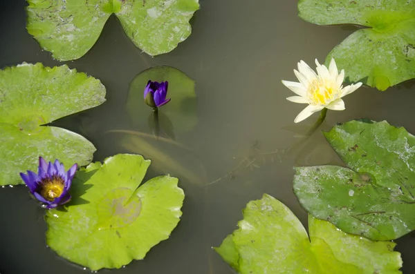 Lotusbloem of waterlelie Blossom in tuin — Stockfoto