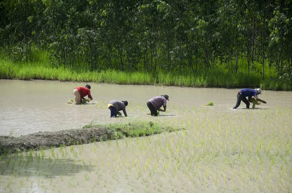 Gente tailandesa trabajando en trasplantes de arroz en paddy fiel — Foto de Stock