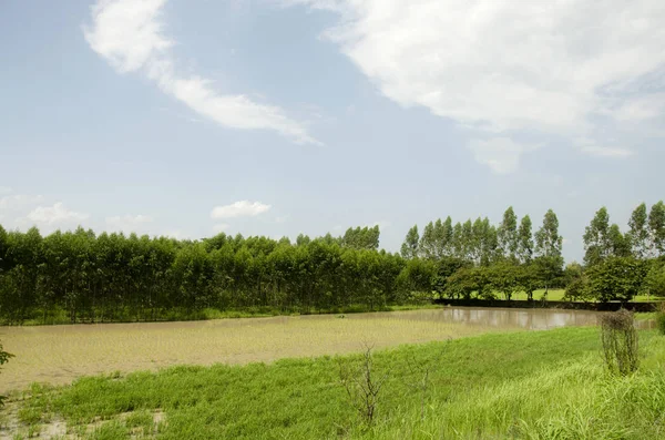 Thaise mensen werken verplanten rijst teelt op paddy fiel — Stockfoto