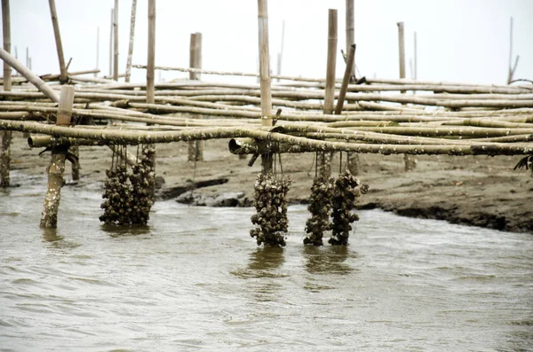 Aquicultura de moluscos Exploração de ostras no mar — Fotografia de Stock