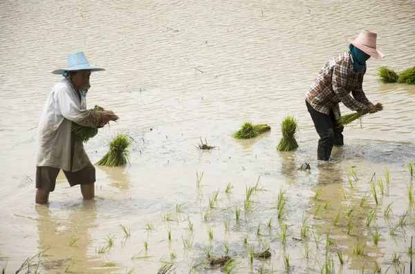 Gente tailandesa trabajando en trasplantes de arroz en paddy fiel — Foto de Stock