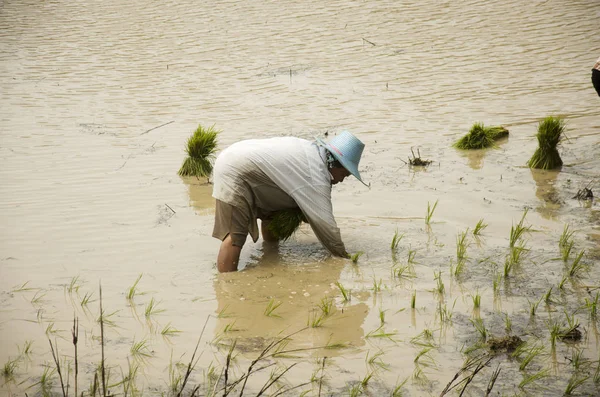 Gente tailandesa trabajando en trasplantes de arroz en paddy fiel — Foto de Stock