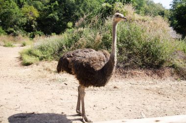 Devekuşları veya ortak devekuşu veya Struthio camelus Çiftliği'nde rahatlayın