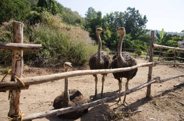 Devekuşları veya ortak devekuşu veya Struthio camelus Çiftliği'nde rahatlayın