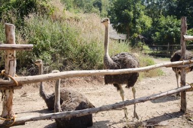 Devekuşları veya ortak devekuşu veya Struthio camelus Çiftliği'nde rahatlayın