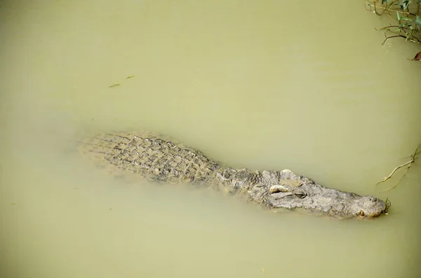 Crocodilos dormindo e descansando no parque de Bueng Boraphet pu — Fotografia de Stock