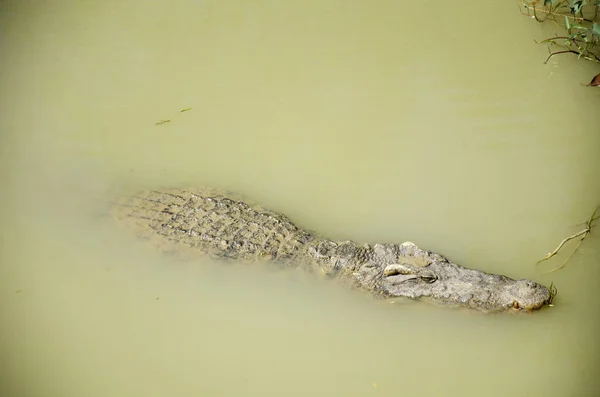 ワニ睡眠と安静時公園 Bueng Boraphet pu — ストック写真