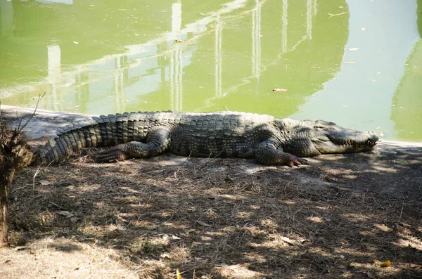 Crocodilos dormindo e descansando no parque de Bueng Boraphet pu — Fotografia de Stock