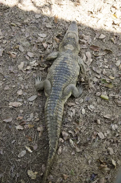 Crocodiles dormir et se reposer dans le parc de Bueng Boraphet pu — Photo