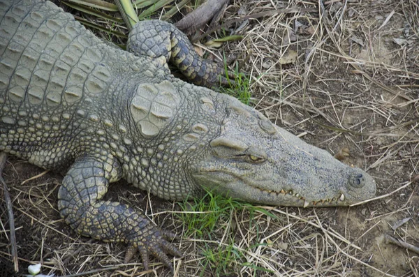 Krokodýli spí a odpočívá v parku Bueng Boraphet pu — Stock fotografie