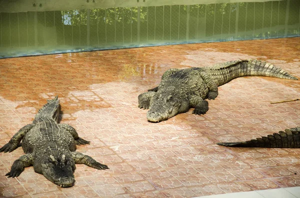 Crocodilos dormindo e descansando no parque de Bueng Boraphet é — Fotografia de Stock