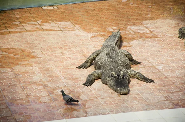 ワニ睡眠と安静時公園 Bueng Boraphet pu — ストック写真