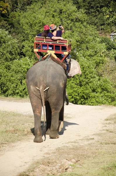 Tailandés hombre mahout montar elefante servicio personas gira alrededor de fores —  Fotos de Stock