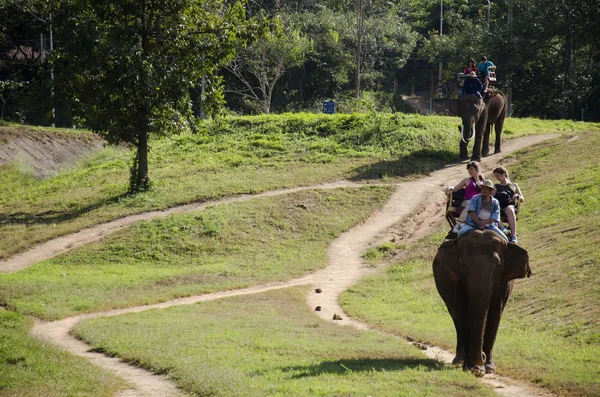 Thai man mahout riding elephant service people tour around fores — Stock Photo, Image
