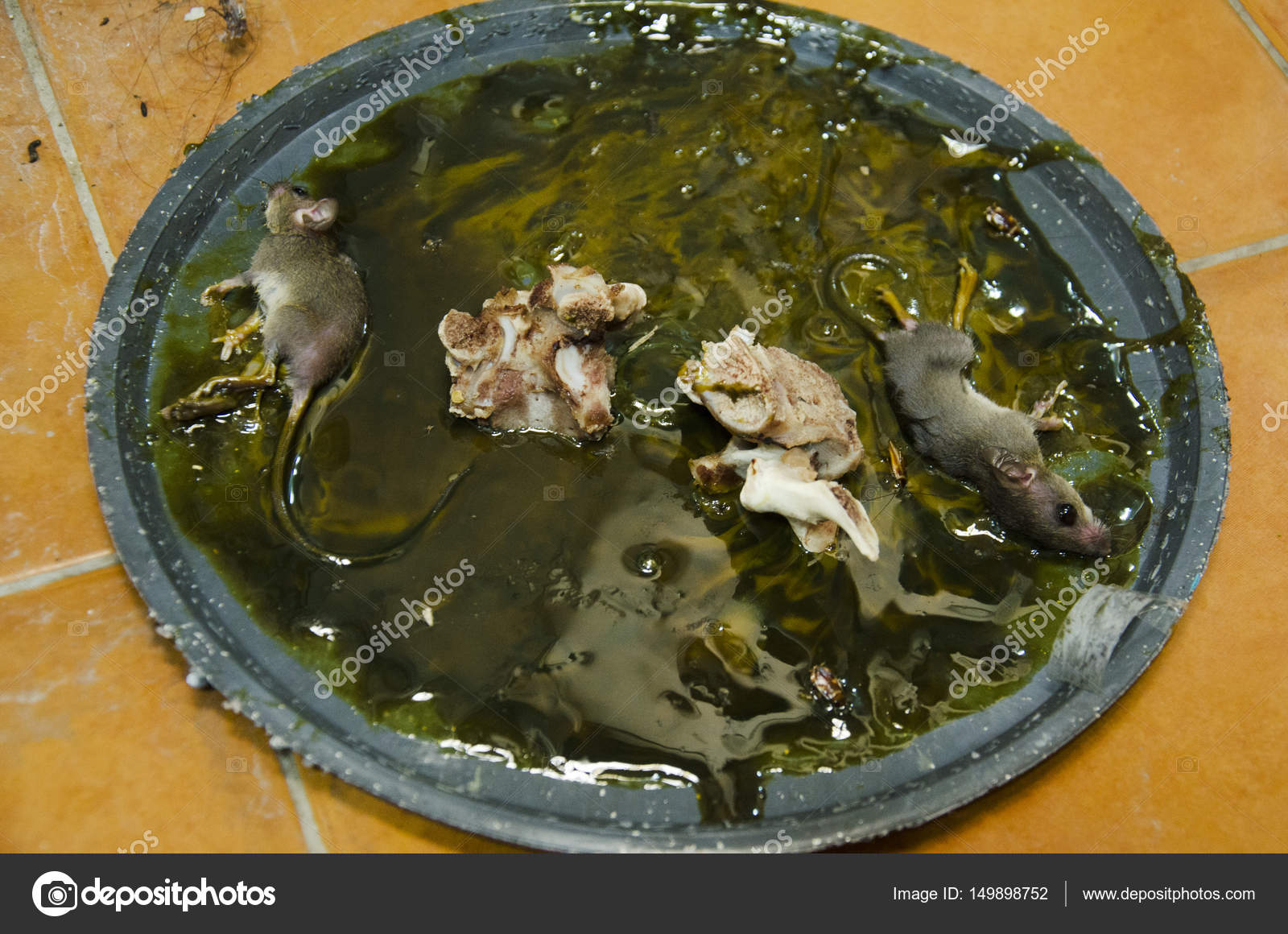 Топим крыс. Топим крыс. Топим крыс. Топим крыс. Крысы подвальные большие.