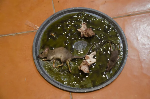 Rats on stick glue mousetrap — Stock Photo, Image