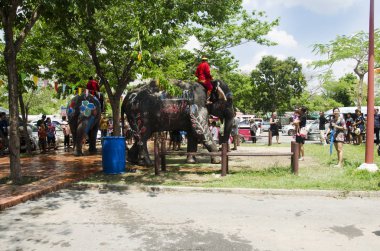 Oynama ve su sıçramasına Tay insanlar ve yabancı yolcuları 