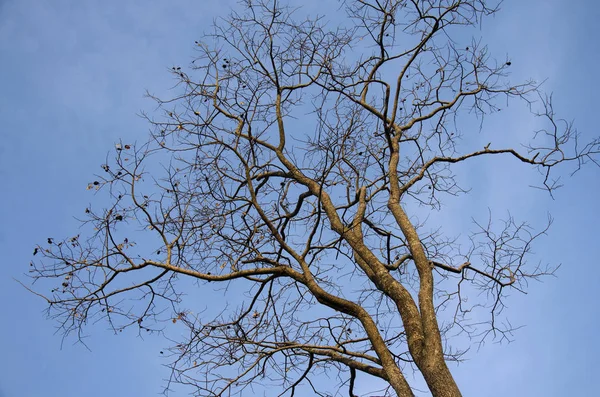 Мертвое сухое дерево стоит на вершине горы Фу Па По — стоковое фото
