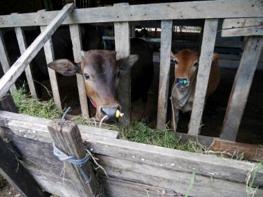 Ayakta ve Gıda çim yeme padok genç ineklerin 