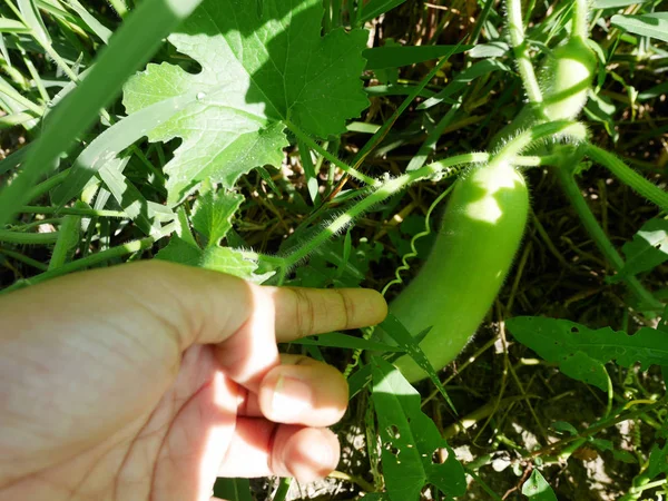 Agriculture winter melon or ash white gourd t grow plant crops a