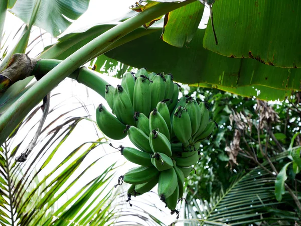 Plátanos frutas en árbol de plátano en el jardín — Foto de Stock