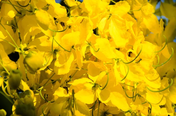 Fístula de Cassia conocida como el árbol dorado de la ducha —  Fotos de Stock