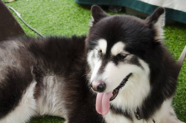Köpek doğurmak alaskan malamute dev 