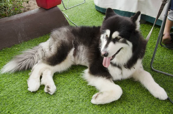 Hunderasse alaskan malamute riese — Stockfoto