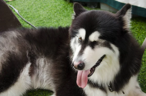 Cane razza alaskan malamute gigante — Foto Stock