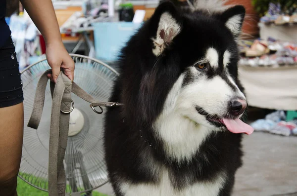 Hunderasse alaskan malamute riese — Stockfoto