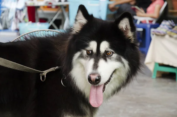 Hunderasse alaskan malamute riese — Stockfoto