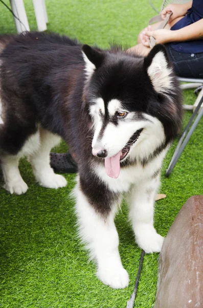 Hondenras alaskan malamute reus — Stockfoto