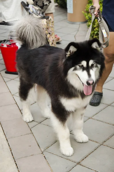 Hunderasse alaskan malamute riese — Stockfoto