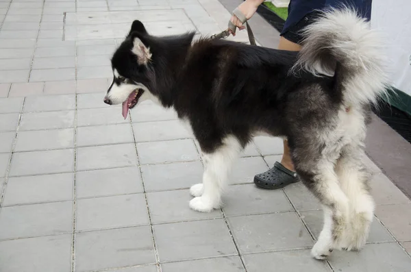 Pies rasy alaskan malamute gigant — Zdjęcie stockowe