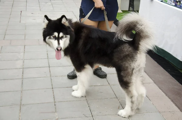 Hunderasse alaskan malamute riese — Stockfoto