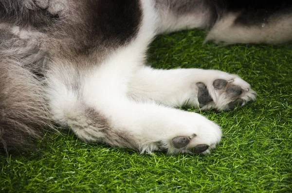 Füße der Hunderasse alaskan malamute giant — Stockfoto